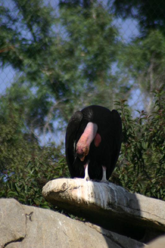 2008-03-21 15:45:08 ** San Diego, San Diego Zoo's Wild Animal Park ** 