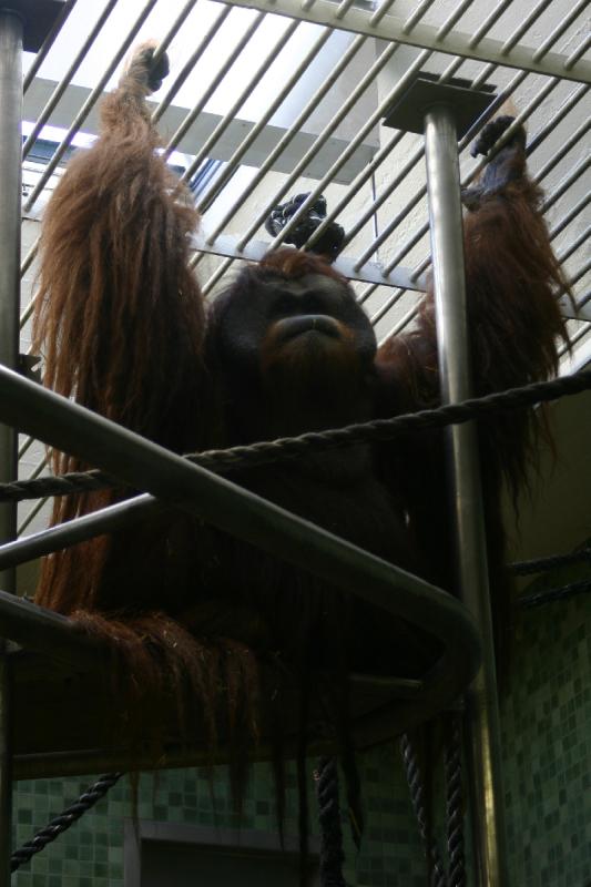 2005-08-24 17:42:26 ** Berlin, Deutschland, Zoo ** Männlicher Orang-Utan.