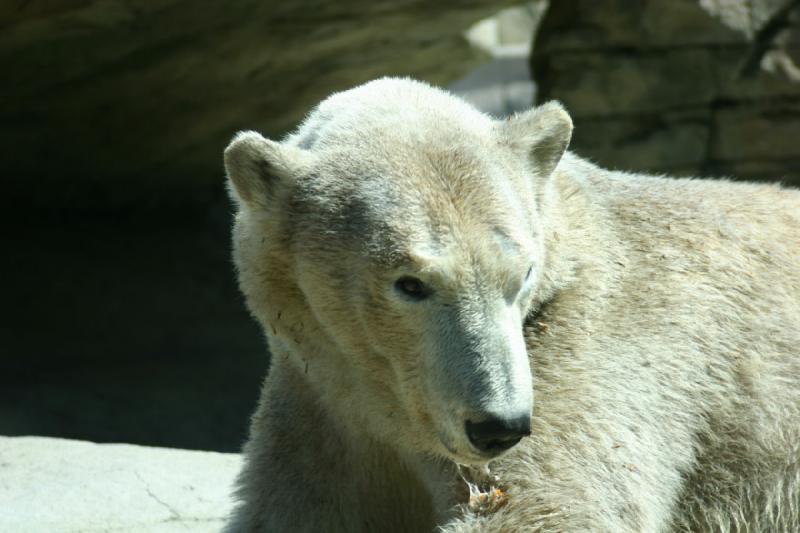 2008-03-20 12:43:40 ** San Diego, Zoo ** Polar Bear.