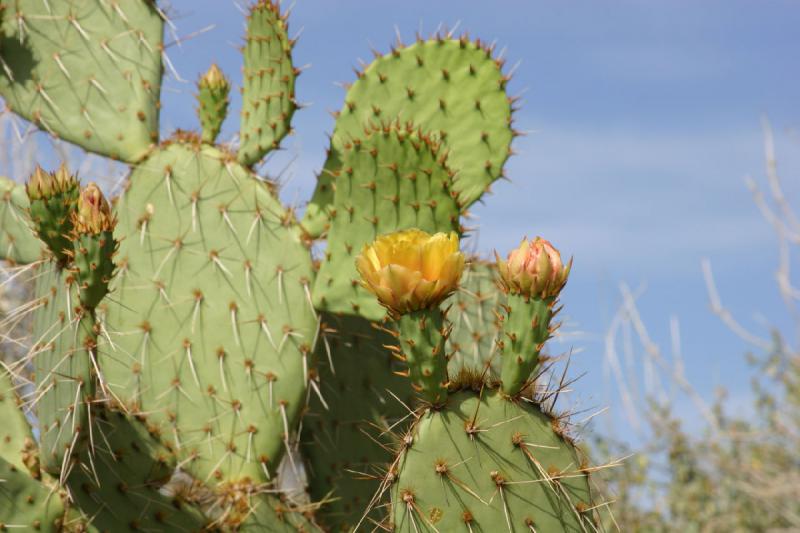 2007-04-14 15:53:18 ** Kaktus, Phoenix, Taliesin West ** Opuntie oder Feigenkaktus mit gelber Blüte.