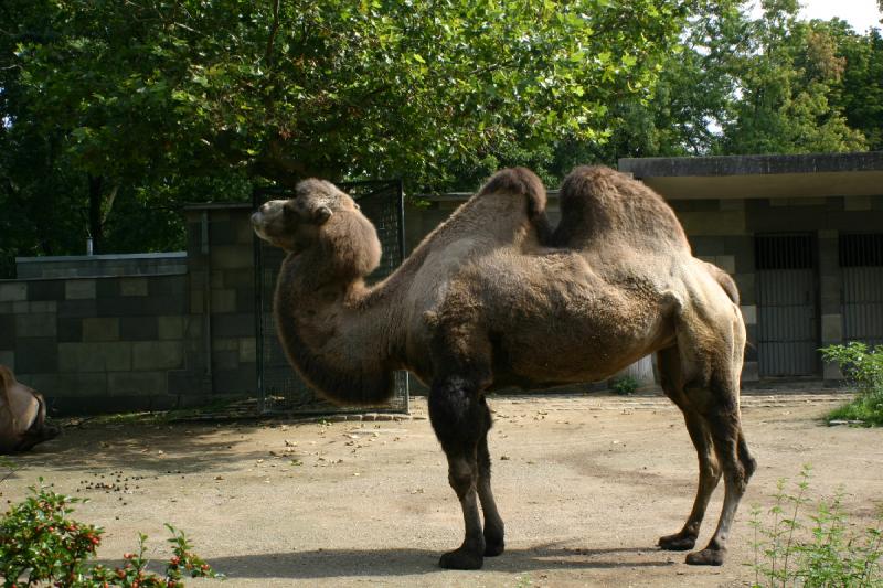 2005-08-24 13:11:37 ** Berlin, Deutschland, Zoo ** Trampeltiere haben zwei Höcker.