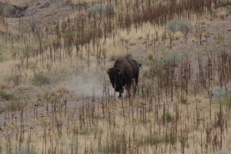 2013-08-24 15:34:40 ** Antelope Island, Bison, Utah ** 