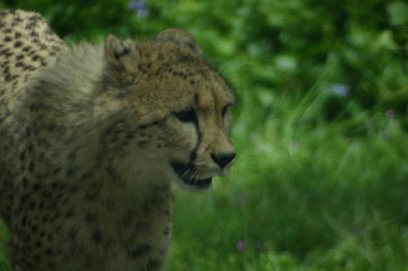 2005-05-07 15:23:51 ** Oregon, Roseburg, Zoo ** Cheetah.