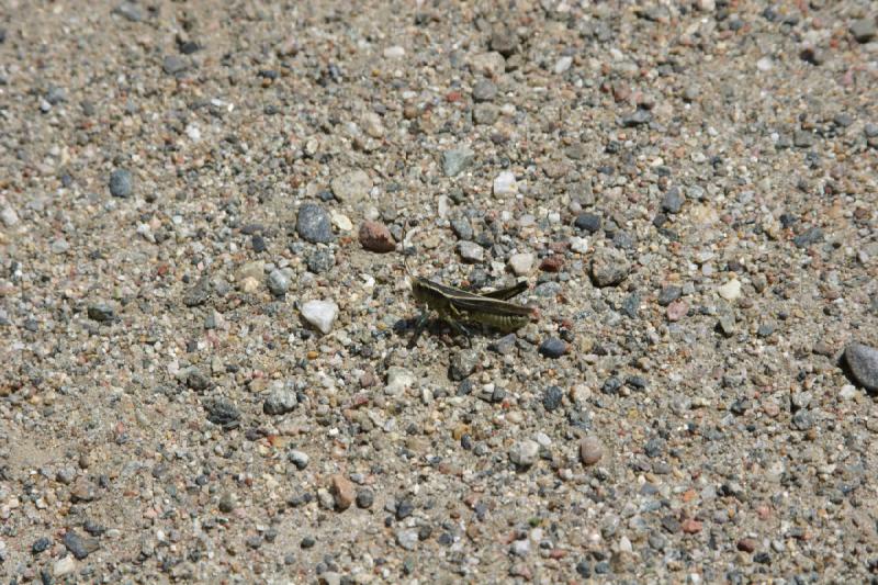2006-07-23 12:54:52 ** Vail ** Grasshopper. 2006-07-23 12:54:52 ** Vail ** Grasshopper.