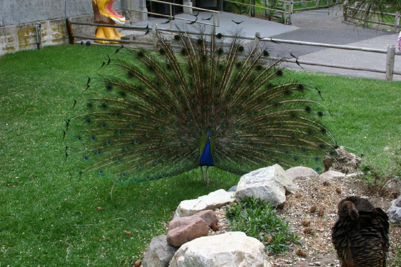 2007-05-06 16:35:28 ** Utah, Zoo ** Pfau.