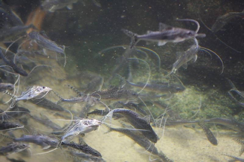 2014-03-12 11:17:25 ** Chicago, Illinois, Shedd Aquarium ** 