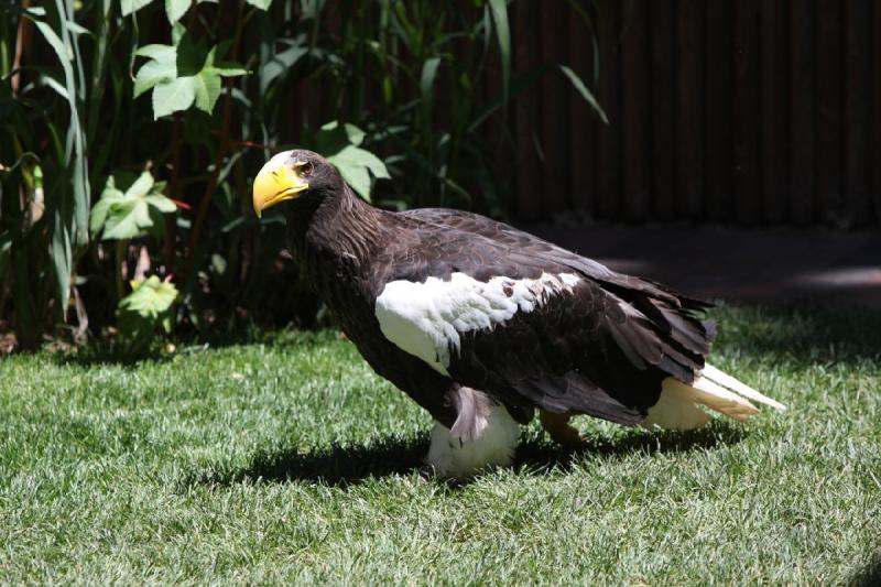 2011-07-15 13:01:34 ** Riesenseeadler, Utah, Zoo ** 