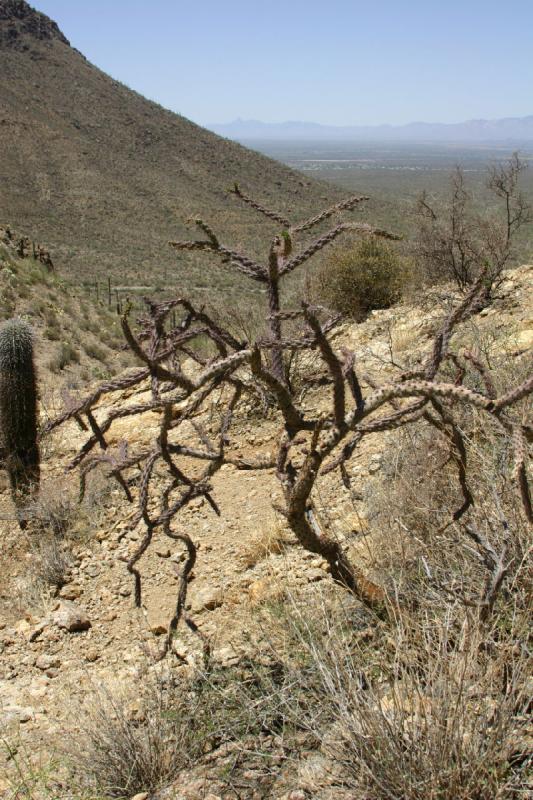 2006-06-17 11:23:36 ** Kaktus, Tucson ** Kaktus im 'Tucson Mountain Park'.