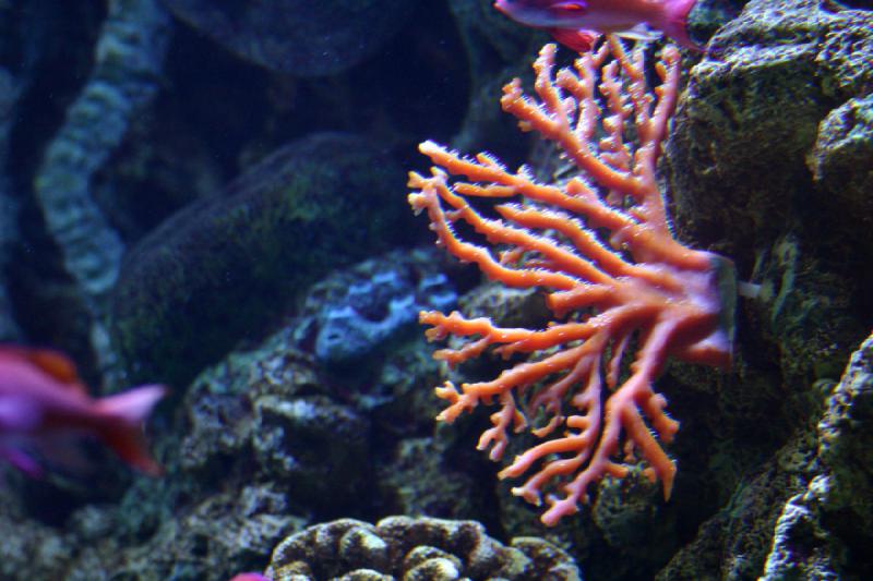 2007-10-13 13:02:58 ** Aquarium, California, Zoo ** This coral looks a little artificial.