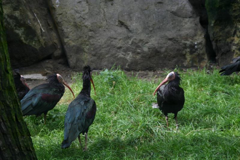 2005-08-24 14:09:07 ** Berlin, Deutschland, Zoo ** Keine Ahnung, wie dieser Vogel heißt, aber er hatte keine Federn auf dem Kopf.