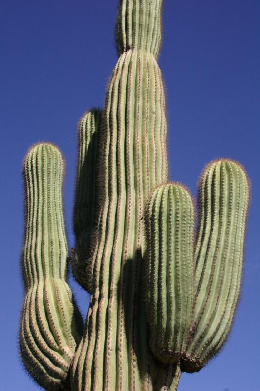 2007-10-27 13:54:30 ** Botanischer Garten, Kaktus, Phoenix ** Saguaro-Kaktus.