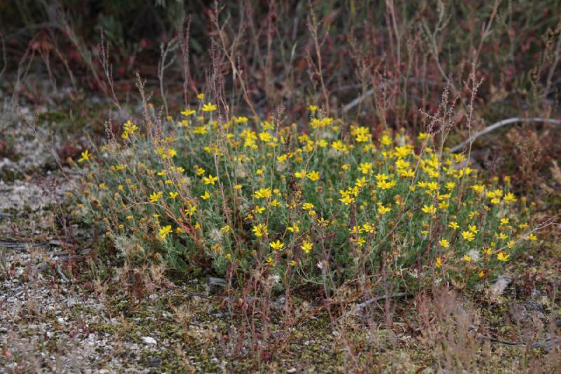 2009-08-02 15:10:31 ** Yellowstone National Park ** Yellow wild flowers at the side of the path at the Gibbon Geyser Basin.