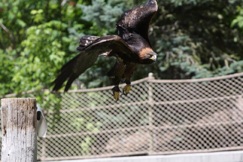 2011-07-15 13:21:39 ** Utah, Zoo ** 