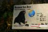 Description of the Sun Bear.