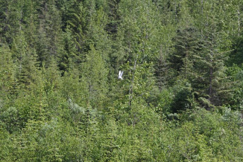 2012-06-20 16:33:09 ** Alaska, Juneau, Kreuzfahrt ** 