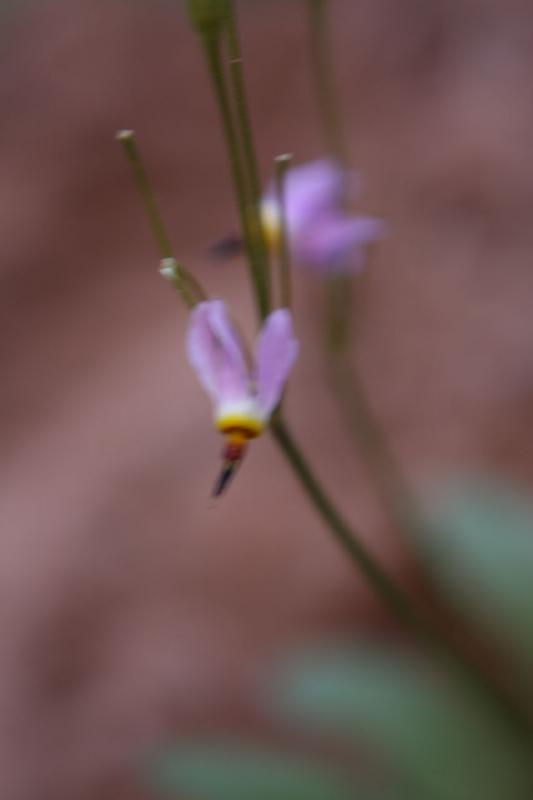 2011-05-29 09:41:13 ** Utah, Zion Nationalpark ** 