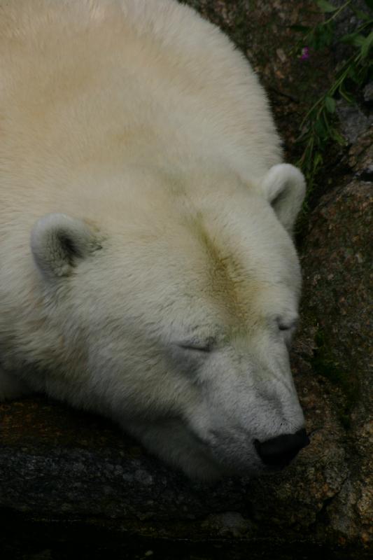 2005-08-24 14:20:46 ** Berlin, Germany, Zoo ** Sleeping polar bear.