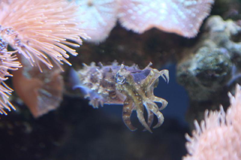 2012-06-16 11:10:49 ** Aquarium, Seattle ** 