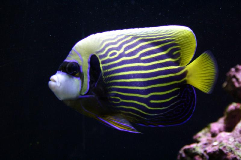 2007-09-01 11:25:10 ** Aquarium, Seattle ** Wie bei einem Zebra scheinen die Linien bei jedem Fisch dieser Art unterschiedlich zu sein.