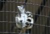 Shaky image of a Ring-tailed Lemur.