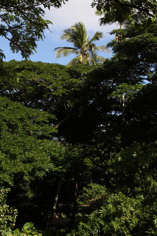 2011-11-27 10:07:02 ** Botanischer Garten, Hawaiʻi, Kauaʻi ** 