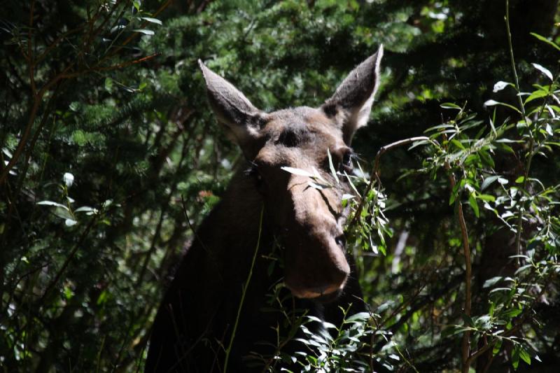 2010-08-21 11:18:57 ** Moose, Uinta Mountains ** 