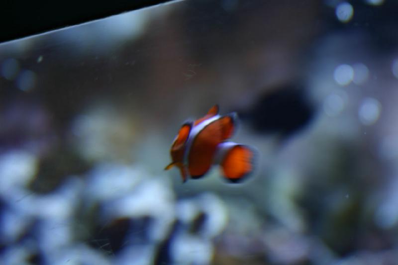 2007-10-13 12:52:00 ** Aquarium, California, Zoo ** Clownfish.