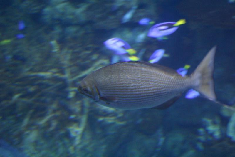 2007-10-13 13:10:22 ** Aquarium, Kalifornien, Zoo ** Fische.