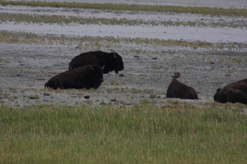 2013-08-24 13:52:29 ** Antelope Island, Bison, Utah ** 