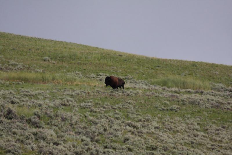 2009-08-05 13:34:21 ** Bison, Yellowstone Nationalpark ** 