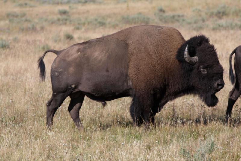 2008-08-15 17:06:35 ** Bison, Yellowstone Nationalpark ** 