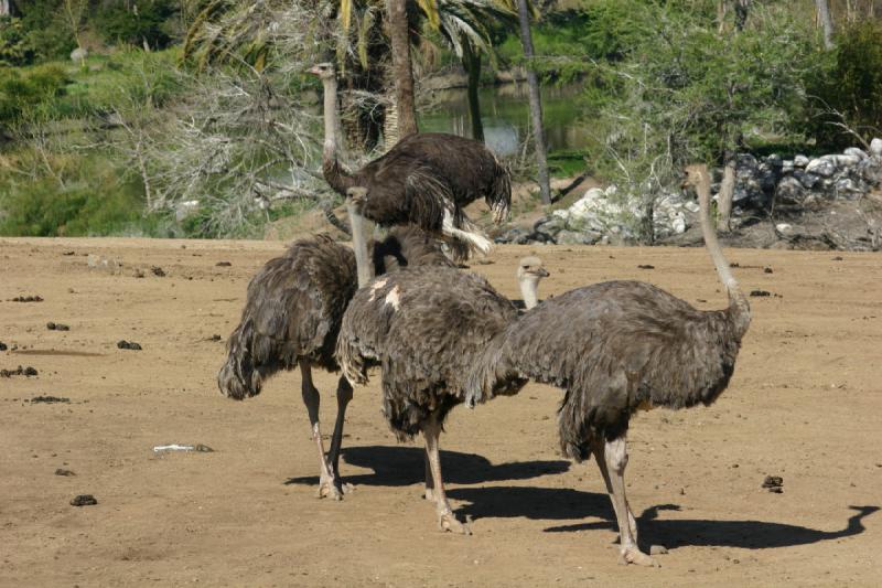 2008-03-21 10:11:16 ** San Diego, San Diego Zoo's Wild Animal Park ** 