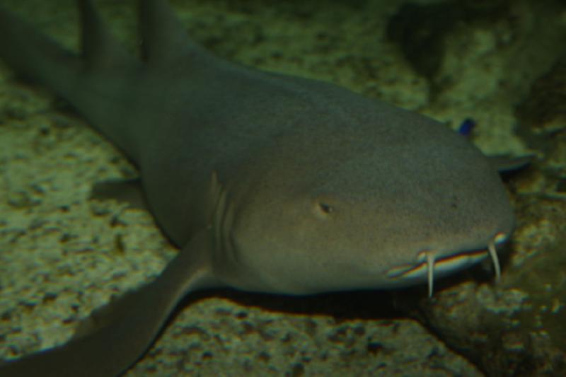 2011-01-22 11:13:01 ** Aquarium, Utah, Zoo ** 