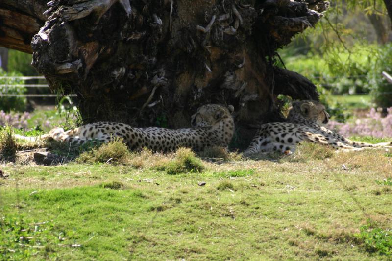 2008-03-21 14:07:04 ** San Diego, San Diego Zoo's Wild Animal Park ** The cheetahs seek shade around the tree.