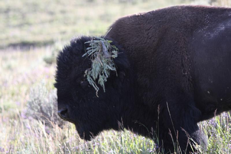 2008-08-15 17:31:45 ** Bison, Yellowstone National Park ** 