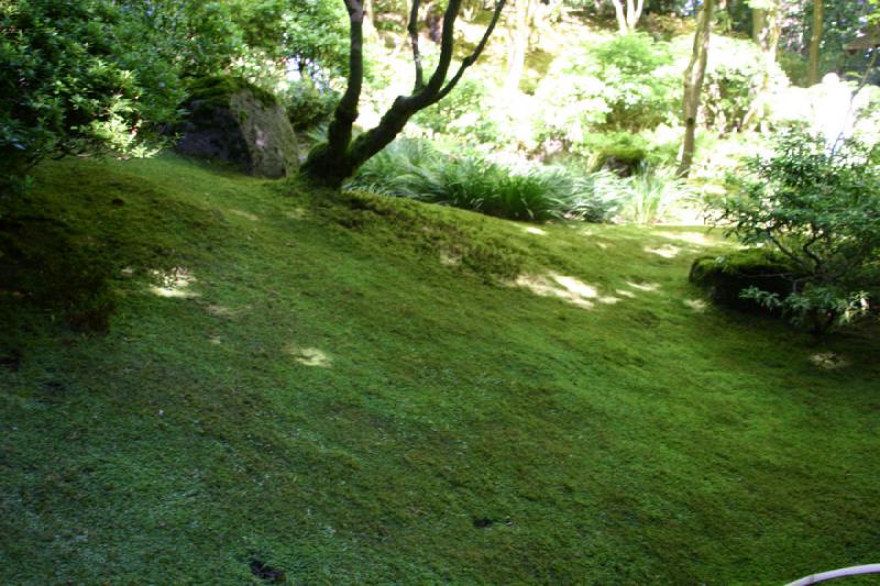 2007-09-02 14:51:16 ** Portland ** Moss-covered ground.