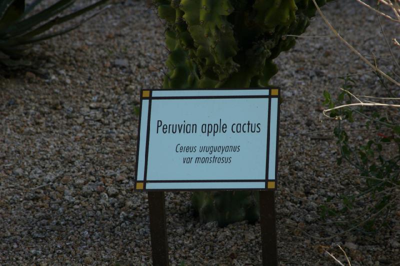 2007-04-15 16:38:02 ** Cactus, Phoenix ** Description of the 'Cereus uruguayanus var monstrosus', peruvian apple cactus. 2007-04-15 16:38:02 ** Cactus, Phoenix ** Description of the 'Cereus uruguayanus var monstrosus', peruvian apple cactus.