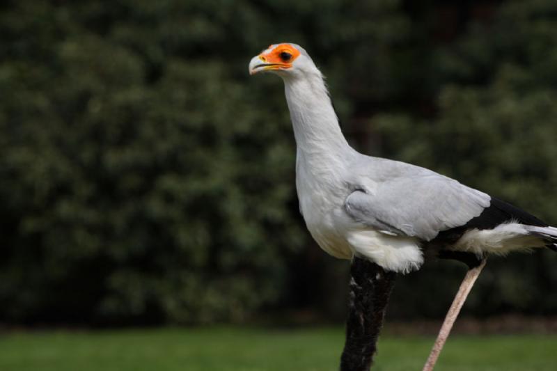 2010-04-13 14:40:01 ** Deutschland, Walsrode, Zoo ** 