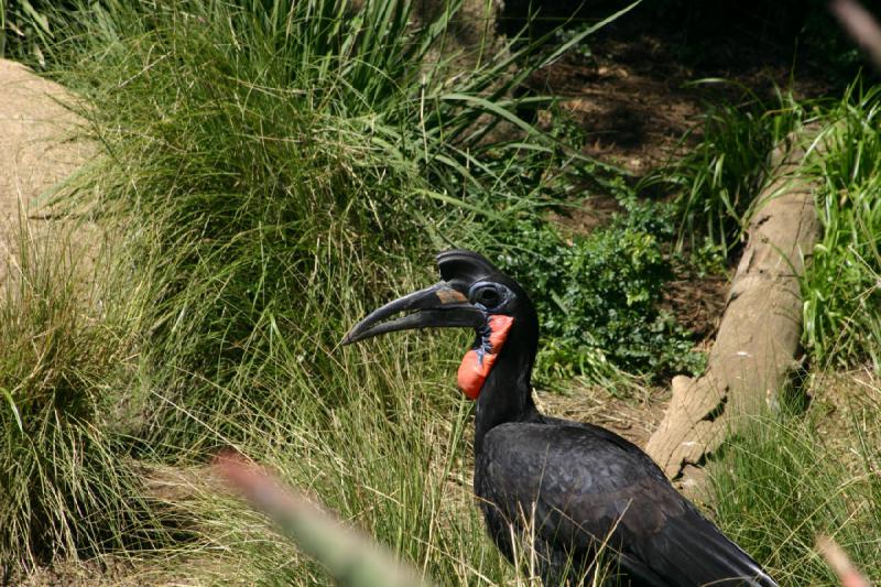 2008-03-21 12:19:20 ** San Diego, San Diego Zoo's Wild Animal Park ** 