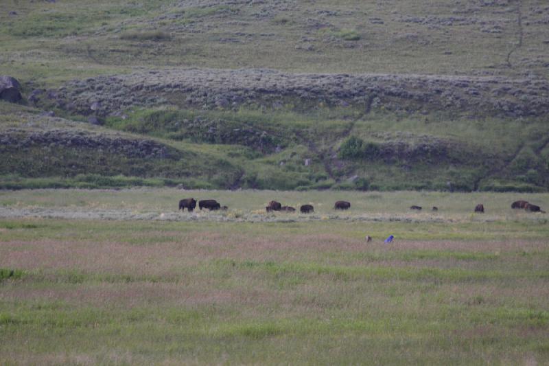 2009-08-05 13:33:23 ** Bison, Yellowstone National Park ** 