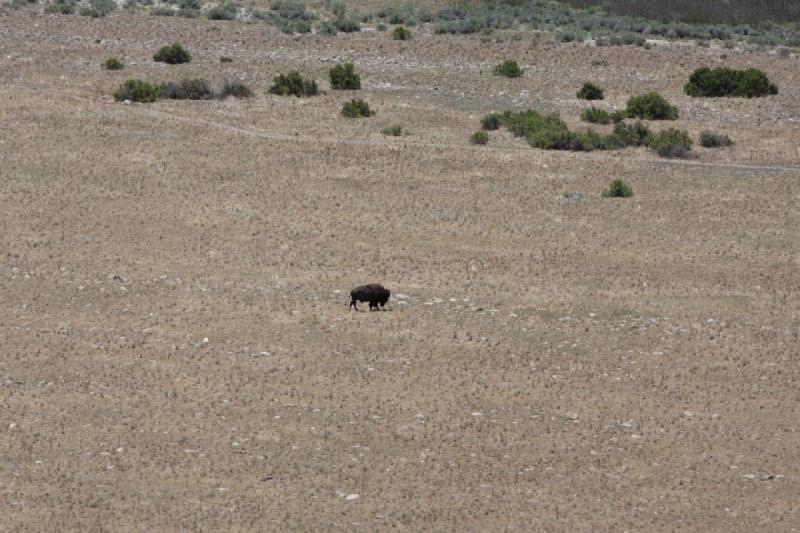 2012-06-11 12:21:28 ** Antelope Island, Bison, Utah ** 