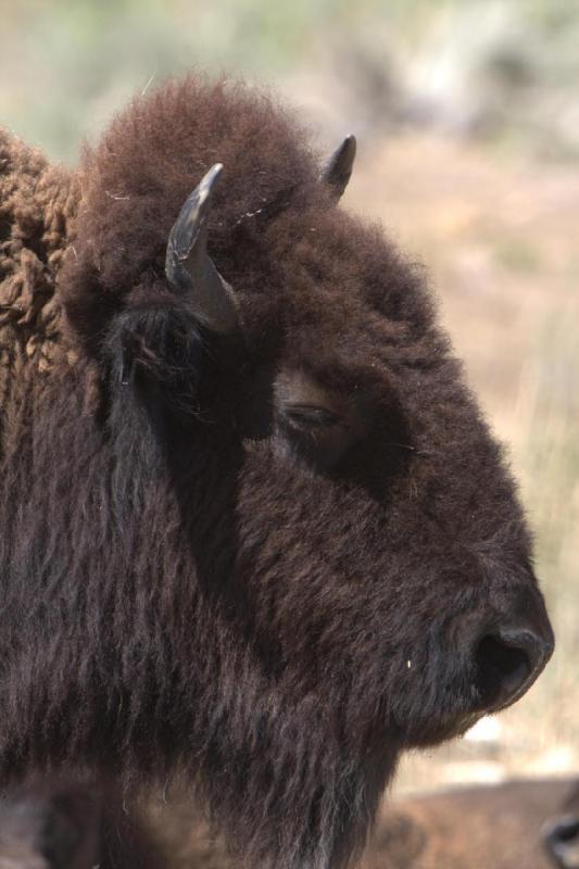 2014-08-15 11:44:20 ** Antelope Island, Bison, Utah ** 