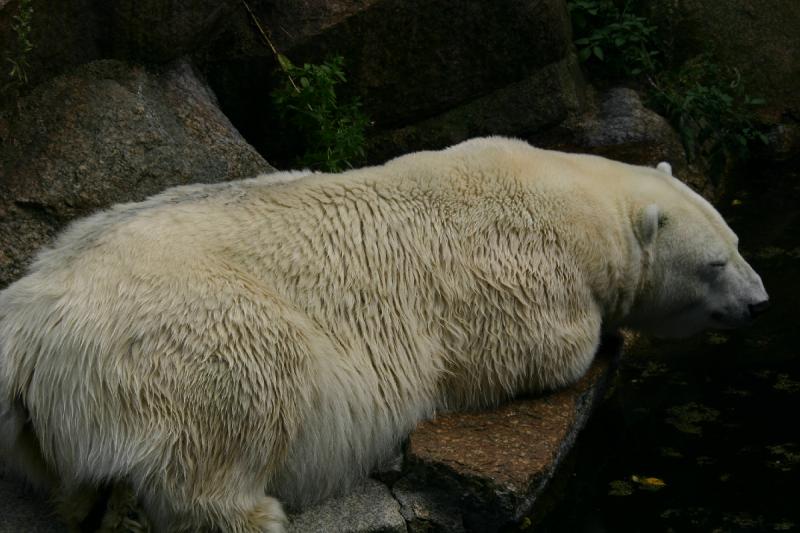 2005-08-24 14:20:09 ** Berlin, Deutschland, Zoo ** Eisbär Ende August.