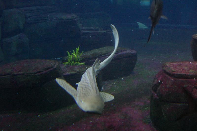 2005-08-25 14:16:05 ** Aquarium, Berlin, Germany, Zoo ** Zebra shark.