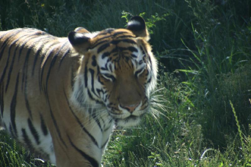 2007-06-18 10:20:12 ** Tiger, Utah, Zoo ** Sibirischer Tiger.