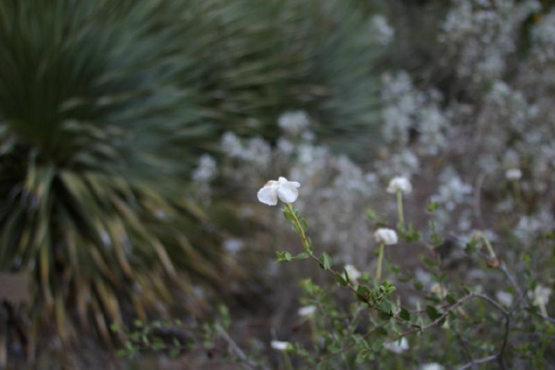 2006-06-17 19:14:02 ** Botanischer Garten, Tucson ** Kleine Blüten.