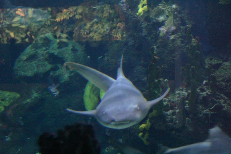 2005-08-25 13:58:16 ** Aquarium, Berlin, Germany, Zoo ** Shark.