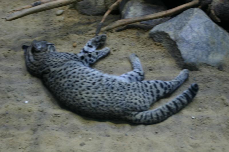 2005-08-24 17:08:37 ** Berlin, Deutschland, Zoo ** Katze.