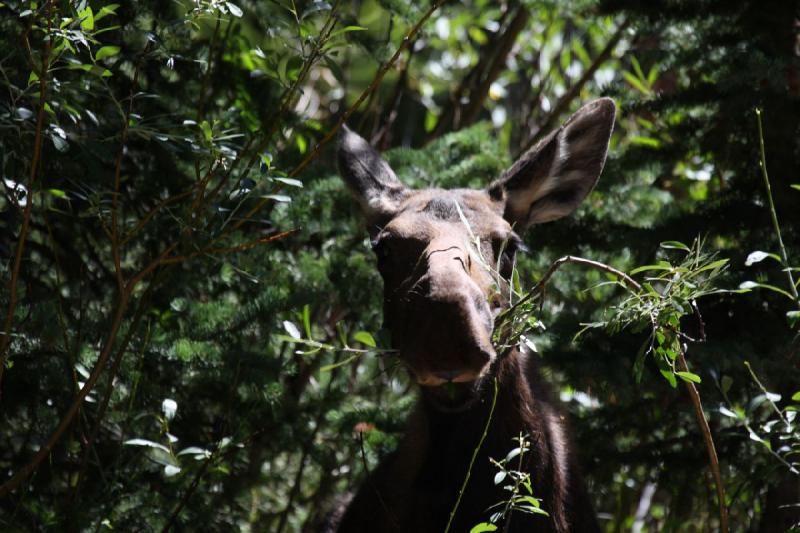 2010-08-21 11:18:52 ** Moose, Uinta Mountains ** 