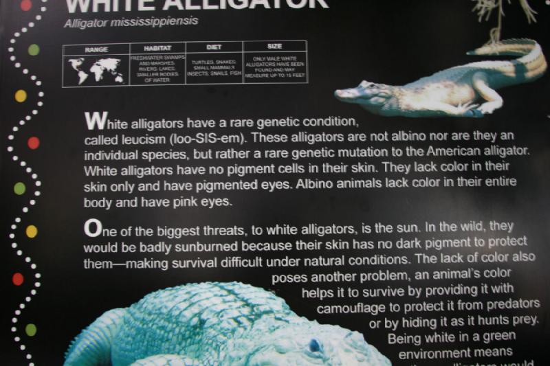 2007-05-06 15:32:24 ** Utah, Zoo ** Beschreibung des weißen Alligators.